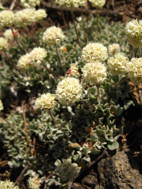 Soft Yellow flowers Sonora Gap Spring.